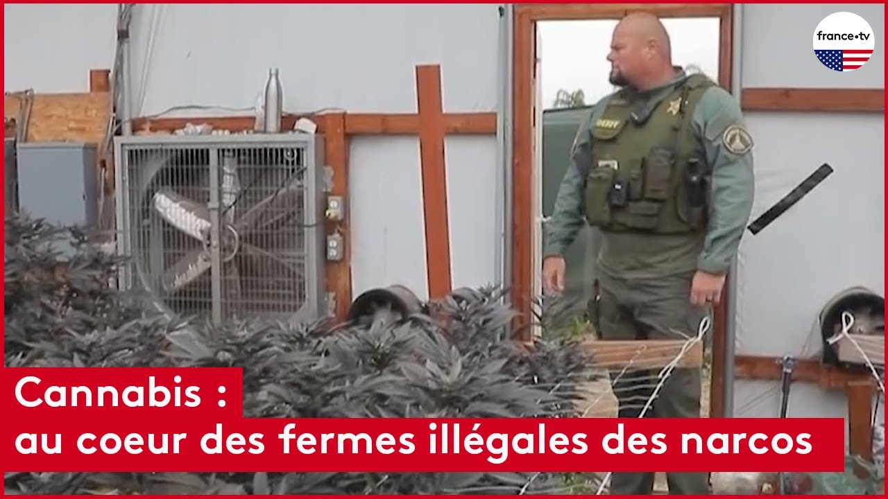 Cannabis : enquête au coeur des fermes des narcos en Californie
