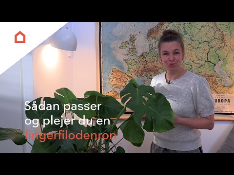 Video: Sydvendte vinduestueplanter – valg af planter til sydvendte vinduer