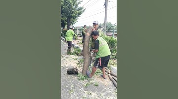 abilities and skills cutting large trembesi trees #chainsawman #shorts #treecutting