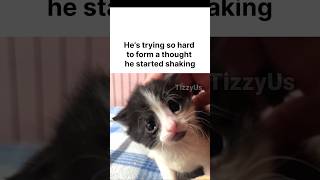 Kitten thought
