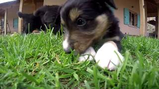 Jpot Border Collies: Gill x Ben - GoPro Hero 4 by Jessica24 140 views 6 years ago 5 minutes, 32 seconds