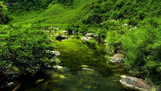 Beautiful river sounds. birds chirping. Soothing sounds of the forest echoed. It's good to relax. by Listen To Nature 3,058 views 9 days ago 8 hours, 15 minutes