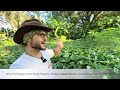 My Moringa Raised Beds | A Diverse Ecosystem with Banana, Pumpkin, Cassava &amp; Fig 