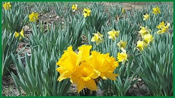 Daffodils Opening Time Lapse