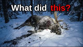 Scientists Finally Found What's Killing Moose in Ontario — And It Shouldn't Be Possible