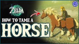 Tears of the Kingdom - How to Tame and Register a Horse (Zelda TOTK)