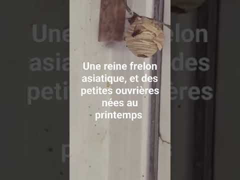 0 - Pourquoi les premières ouvrières de frelons asiatiques sont-elles petites ?