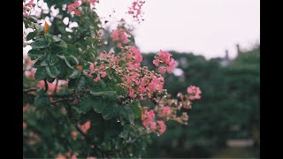 フィルムカメラはいかがですか？　円山公園でスナップ撮影　～PENTAX MXでの作例～