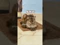 So right!! 🎀✨🫀 #cat #catentertainment #catmusic #kitten #cute #catvideos #music #kitty #meow #cute