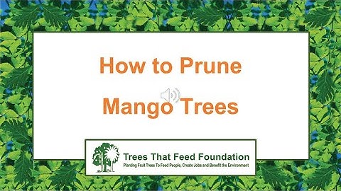 Farming Tips: Pruning Mango Trees