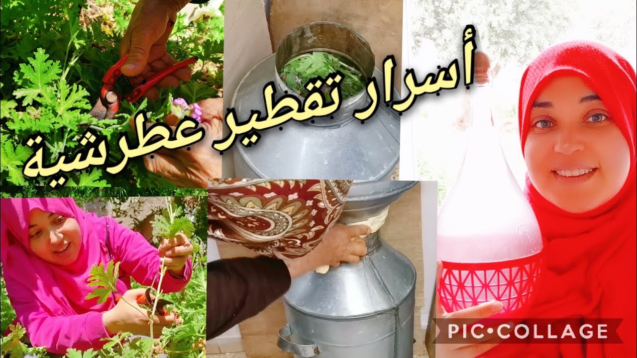 تفاصيل وأسرار تقطير العطرشية في المنزل فكرة مشروع مربحة للمبتدئين جاوت على أسئلتكم#تقطير_العطرشية