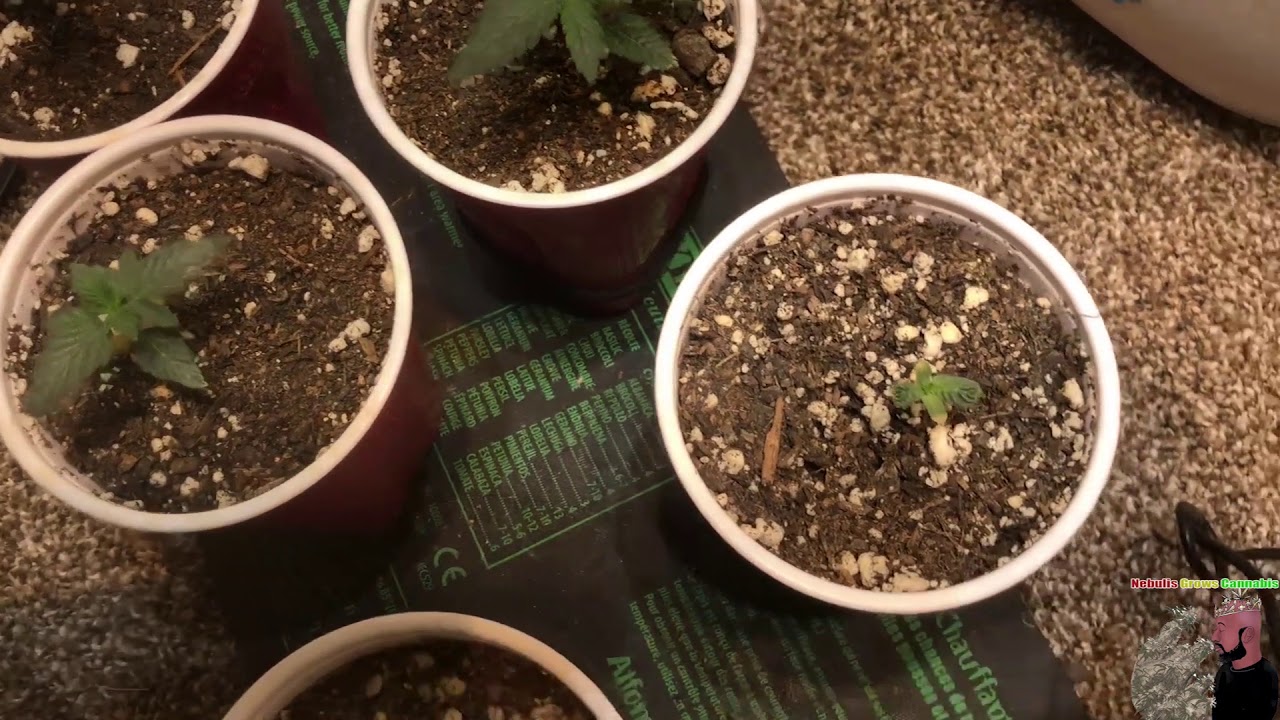 How to grow weed Indoors: Garden Update 2