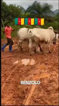 this country too fine for leavam 🤣🤣🤣