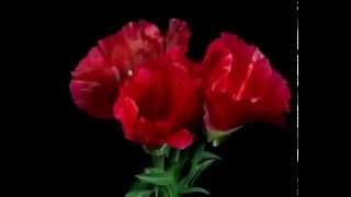 flowers_0001.wmv