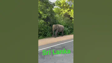 #srilanka #visit #visitsrilanka #eliphant #🇱🇰