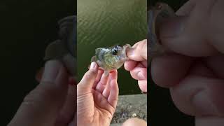 Nice perch| #fishing #fish #lures #lure #lurefishing #perch #perchfishing #spinner #release #sound