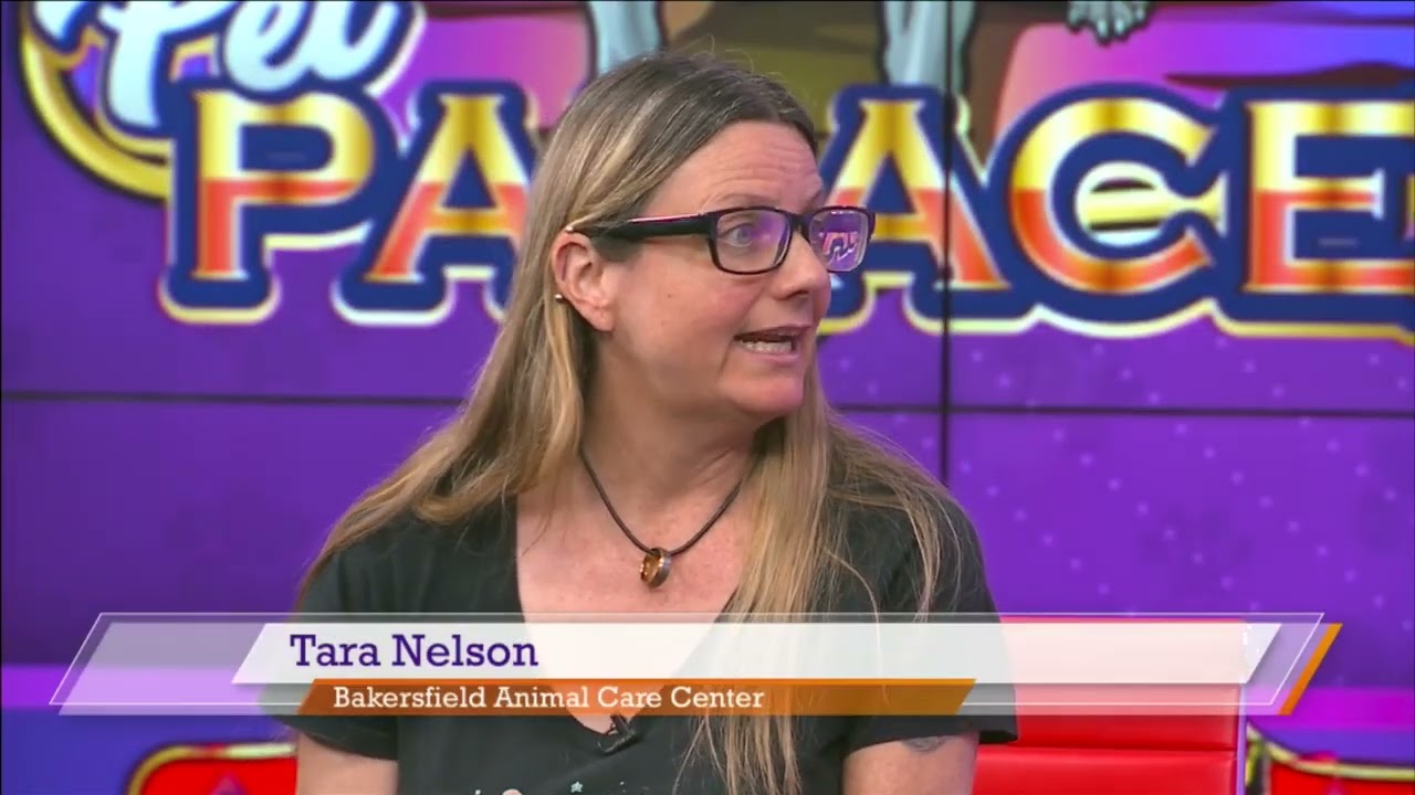 Studio 17 Pet of the Week Skye!