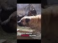 bizimde paramız olacak #youtubeshorts #funny #kesfeteyyiz #shortvideo #köpek #foryou