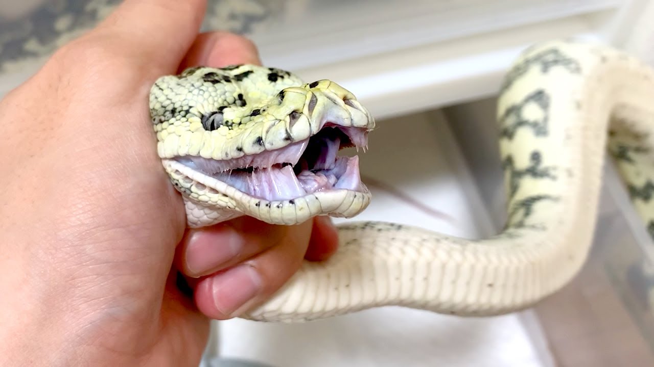Move the aggressive snakes to homemade cages - YouTube