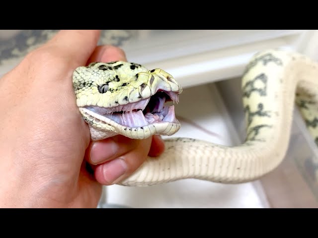 Move the aggressive snakes to homemade cages - YouTube Move the aggressive snakes to homemade cages - YouTube