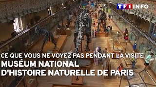 Muséum national d'Histoire naturelle de Paris : ce que vous ne voyez pas pendant la visite