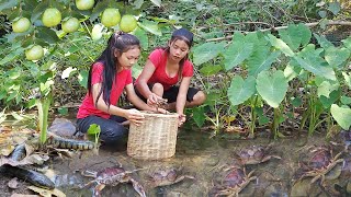 Survival in forest: Pick natural guava fruit & Catch lots crabs Crab cooking spicy chili for dinner