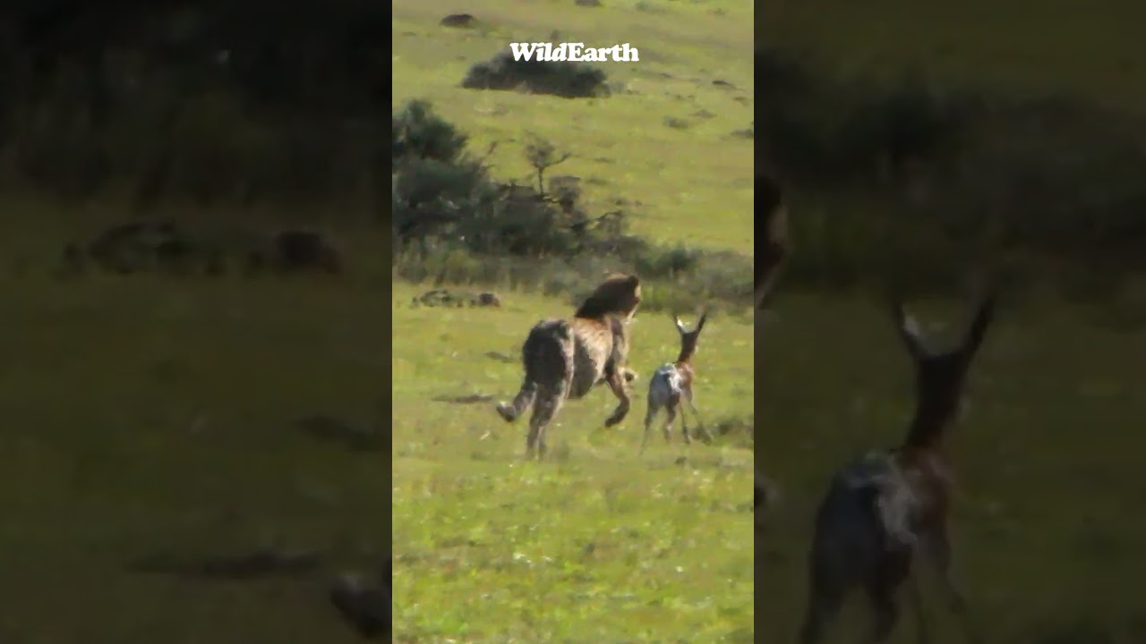 What will happen to this baby SpringBok?