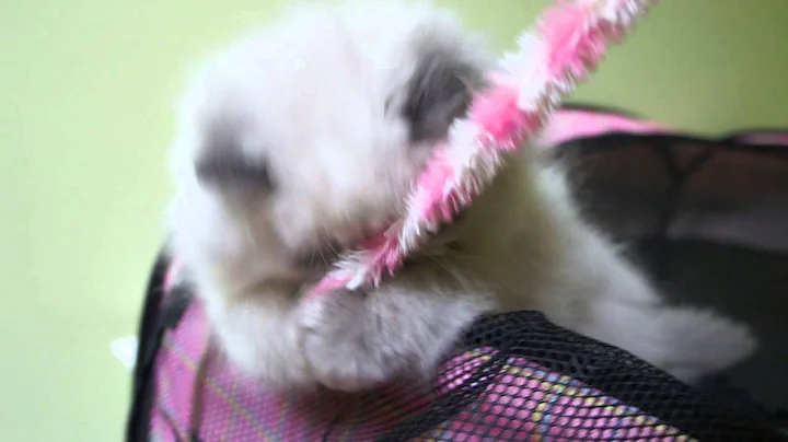 Watch the video about Fluffy Charm blue cream point himalayan kitten 11 weeks old