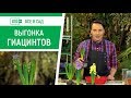 Как вырастить гиацинт в домашних условиях? | Все в сад