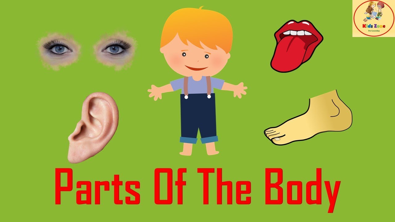 Learn Parts Of Body Name Parts of Body Name in English Body Parts