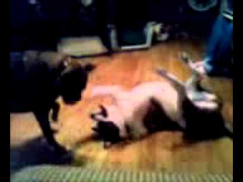 puppy paradise Heidi and Sadie love to play