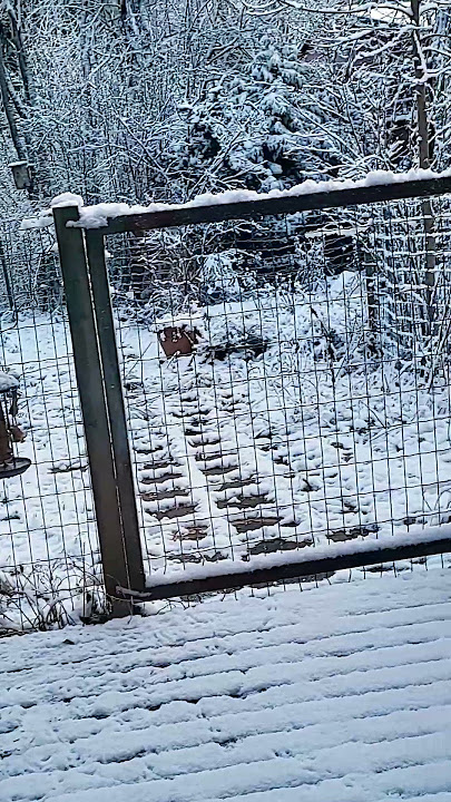 Download lagu #lintu #birds #winter #shorts #shortsbeta