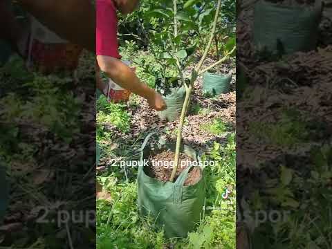 Video: Apa Itu Pummelo: Tips Menumbuhkan Pohon Pomelo