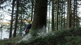 15 fm Fichte fällen mit Stihl 661 und Spindelkeil