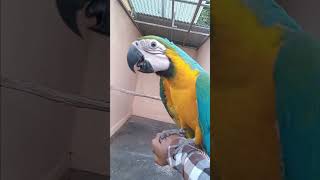 Si Ganteng,,,Marko Arnoutovic