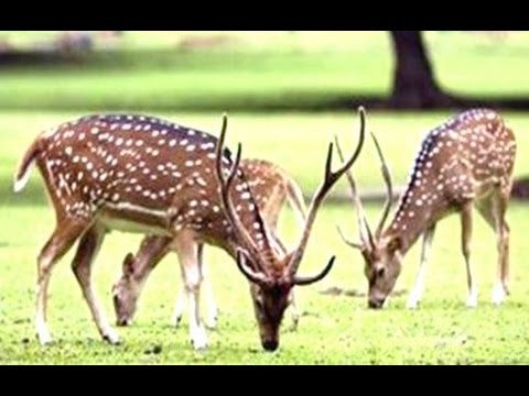 RUSA DEER Kijang  Rusa Totol Wild Life Animal Planet 