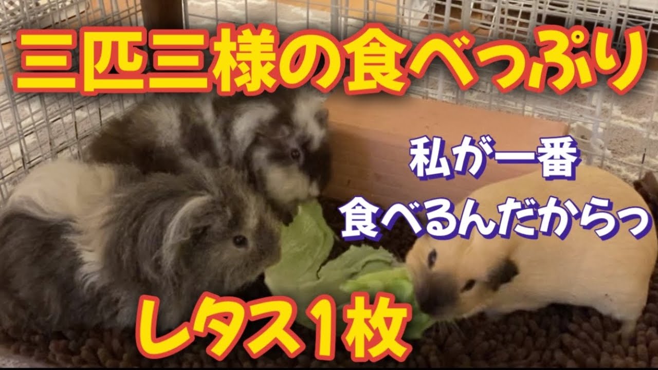 3 3 Guinea Pigs Eat A Lot Of Lettuce YouTube 3-3-guinea-pigs-eat-a-lot-of-lettuce-youtube