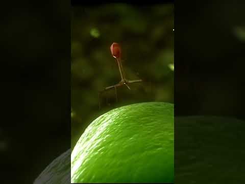 Bacteriophage Attack on
