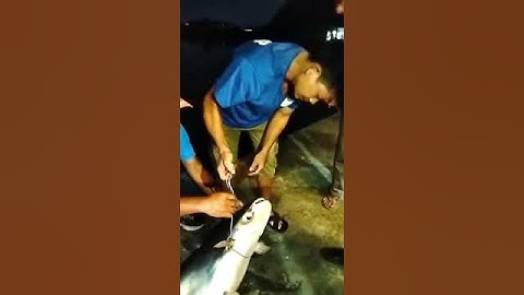 Cận Cảnh Cá Tra Bò Hồ Câu Huyện Đội #shorts