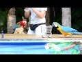 Funny parrots