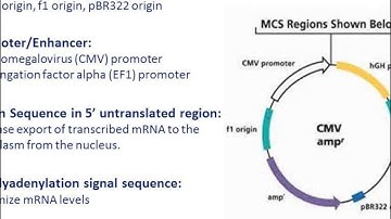 Stable cell line development for large scale antibody and protein production