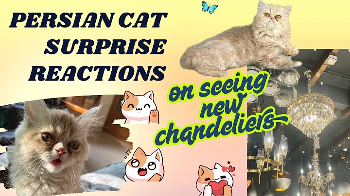 Video 8516301: grooming persian cat kitten, persian cat dog kitten, persian cat rescue, funniest persian cat