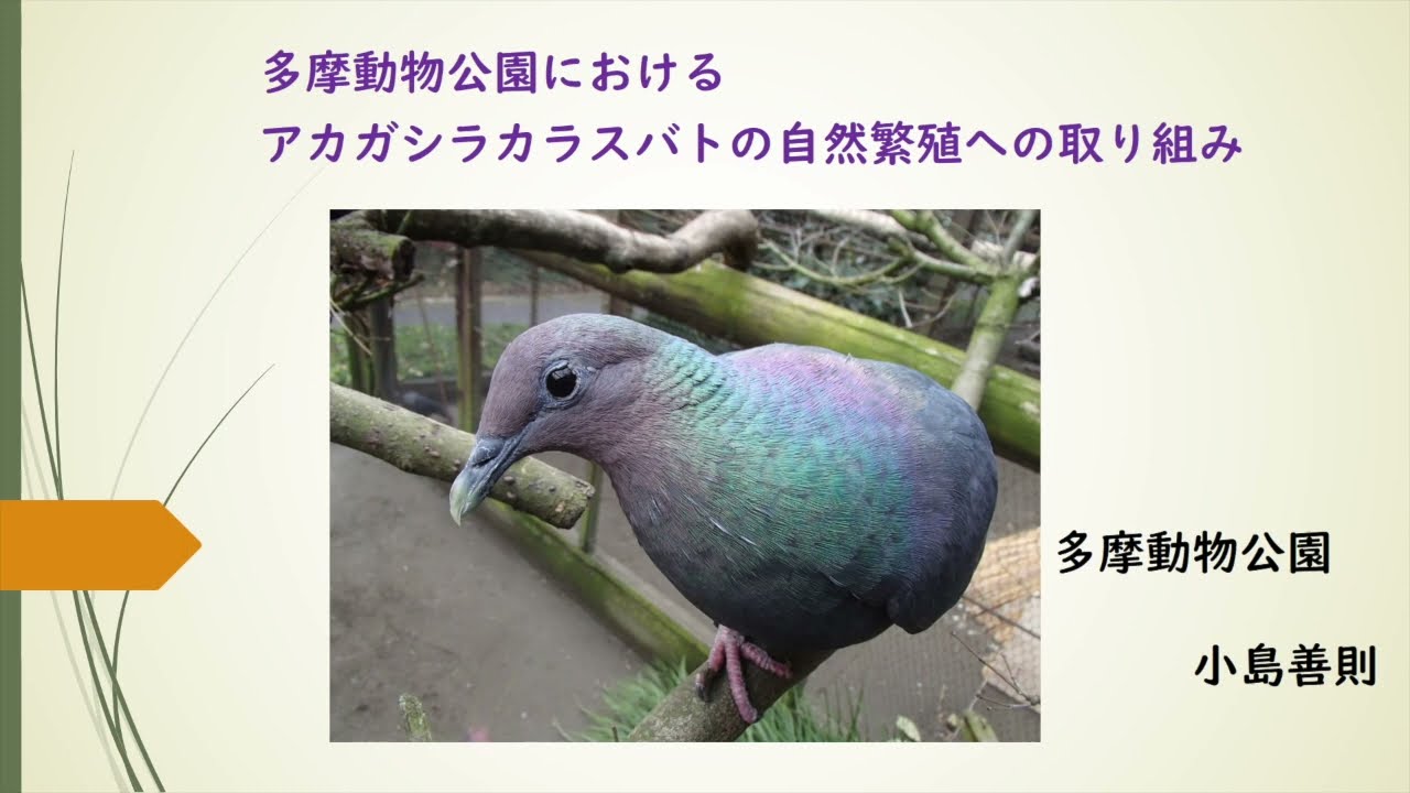 多摩動物公園におけるアカガシラカラスバトの自然繁殖への取り組み