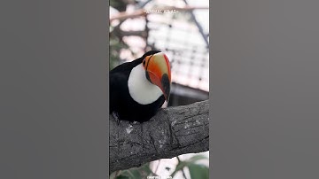 The Bird With The Beautiful Beak - Toucan #shorts