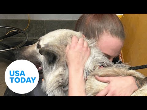 A pup was left at a shelter with a note. An emotional reunion followed | USA TODAY