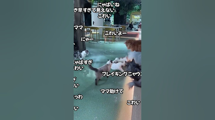 猫たちの喧嘩を止めに入るボス猫がかっこよすぎた #shorts