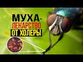 Какая польза от мух?