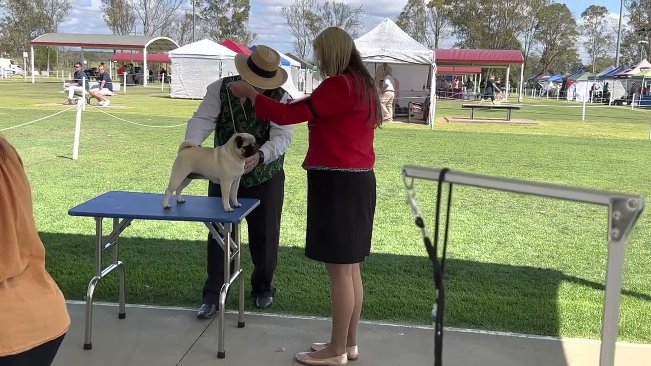 St George District KC (White Show) ~ Australian Bred Bitch Class