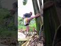 実を奪われたら切られる植物