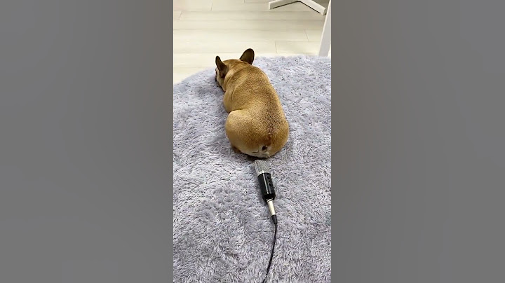 KÖPEĞİN OSURUK ŞOVU OH MY GOD 🐶🐶😂